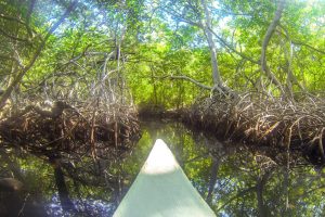 11 ECO CANOA