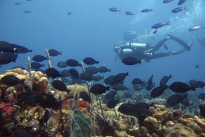 12 DIVING 1